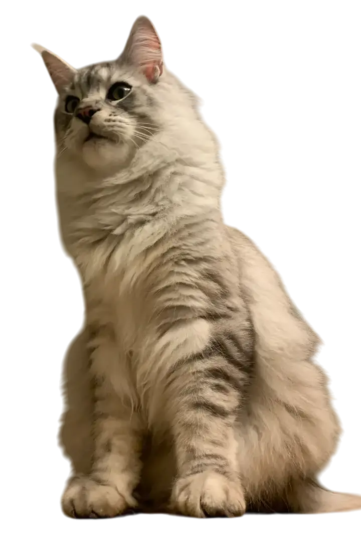 Tobias' cat Gandalf the Grey (cat)